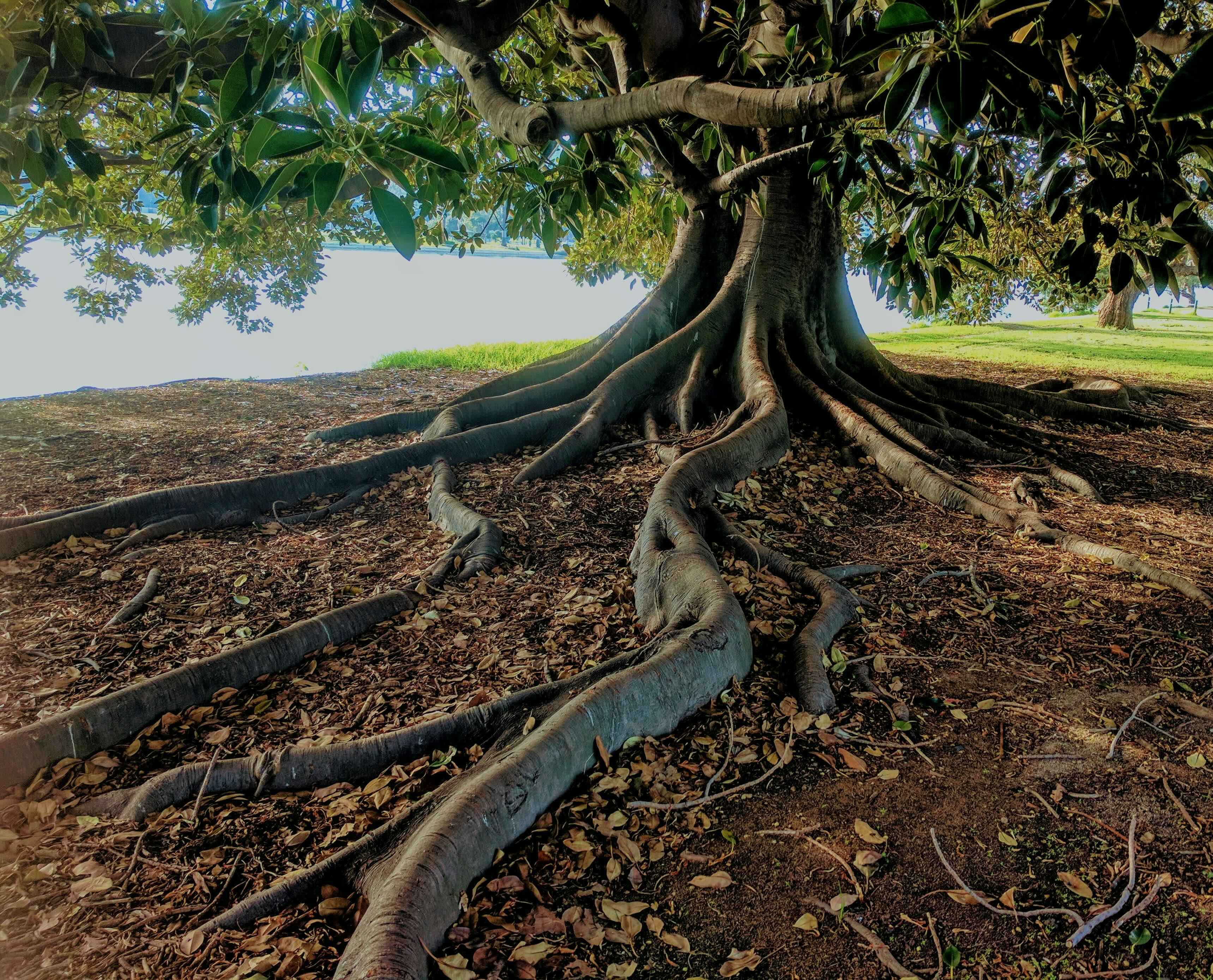 Grounding Tree Roots